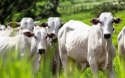 Arroba bovina está em alta em MS com baixa oferta de animais