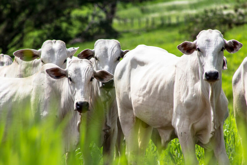 Arroba bovina está em alta em MS com baixa oferta de animais