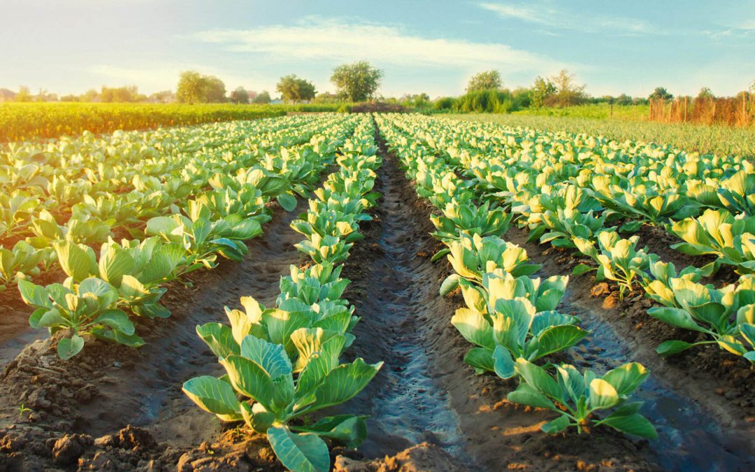 + Agro Tecnologia: Tecnologia impulsiona a produção de alimentos no sudeste de MT