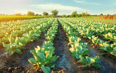 + Agro Tecnologia: Tecnologia impulsiona a produção de alimentos no sudeste de MT